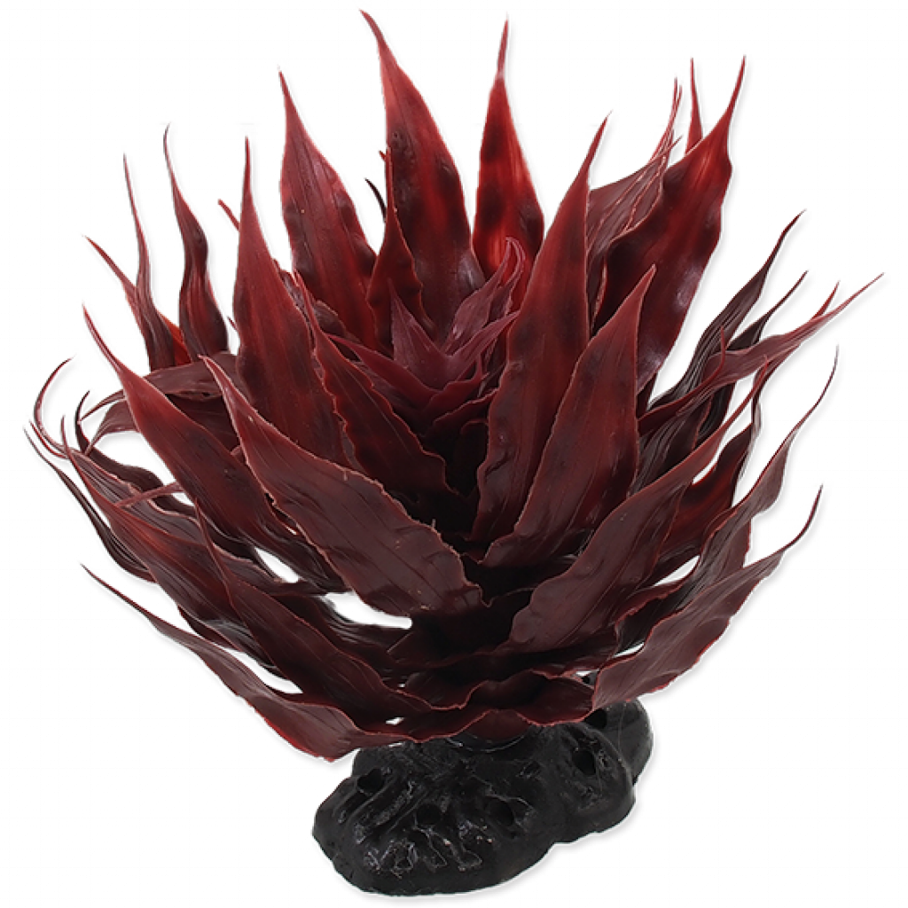 Plant Agave Red